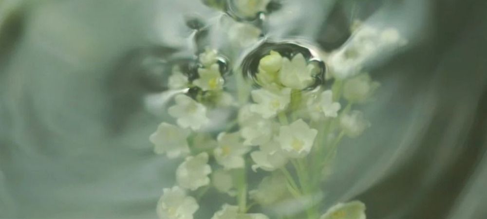 铃兰_compressed (1).jpg